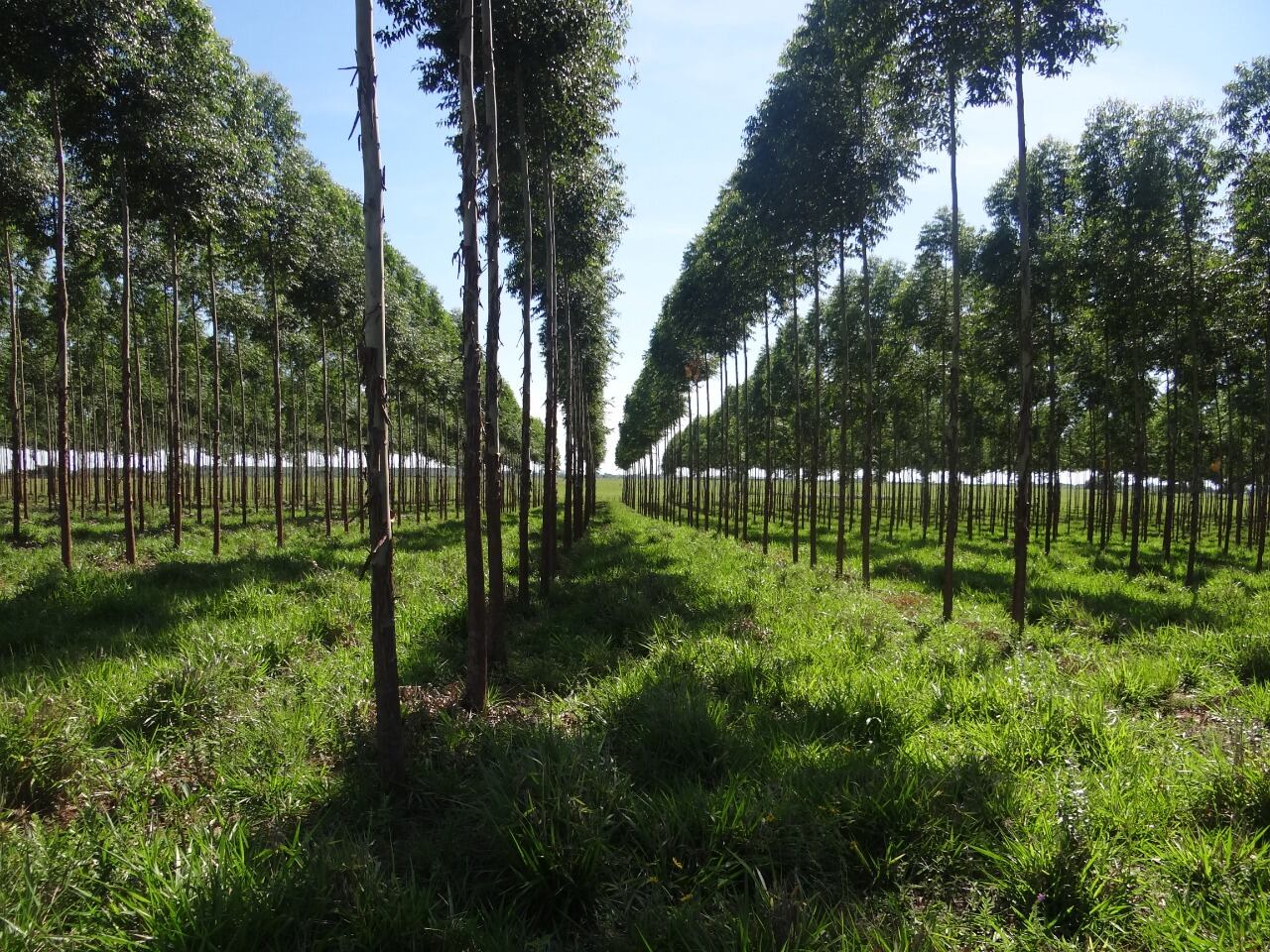 La explotación forestal es uno de los sectores atractivos para los empresarios brasileños que visitaron recientemente nuestro país.