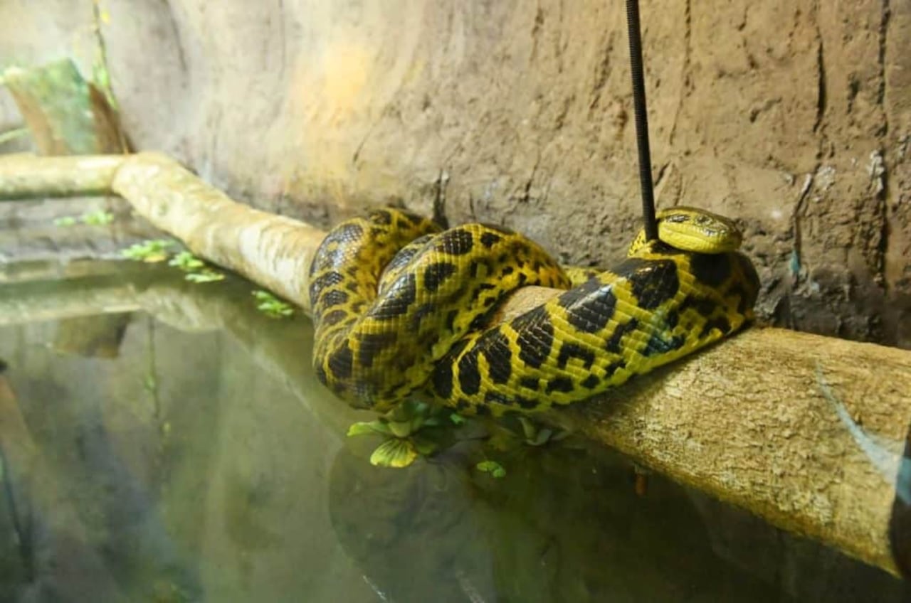 Además del Sendero del Jaguareté, Tekotopa integra otros componentes como un vivero forestal, una estación de acuicultura y exposicionesculturales temporales