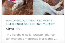 Defensa Animal lanza un portal solidario para agilizar el reencuentro de mascotas perdidas