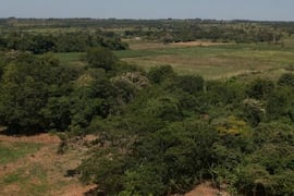 Las claves para reactivar el sector forestal