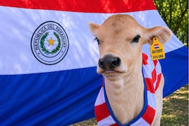 “Alfaro”, el ternerito que ya es sensación en la Facultad Veterinaria de la UNA