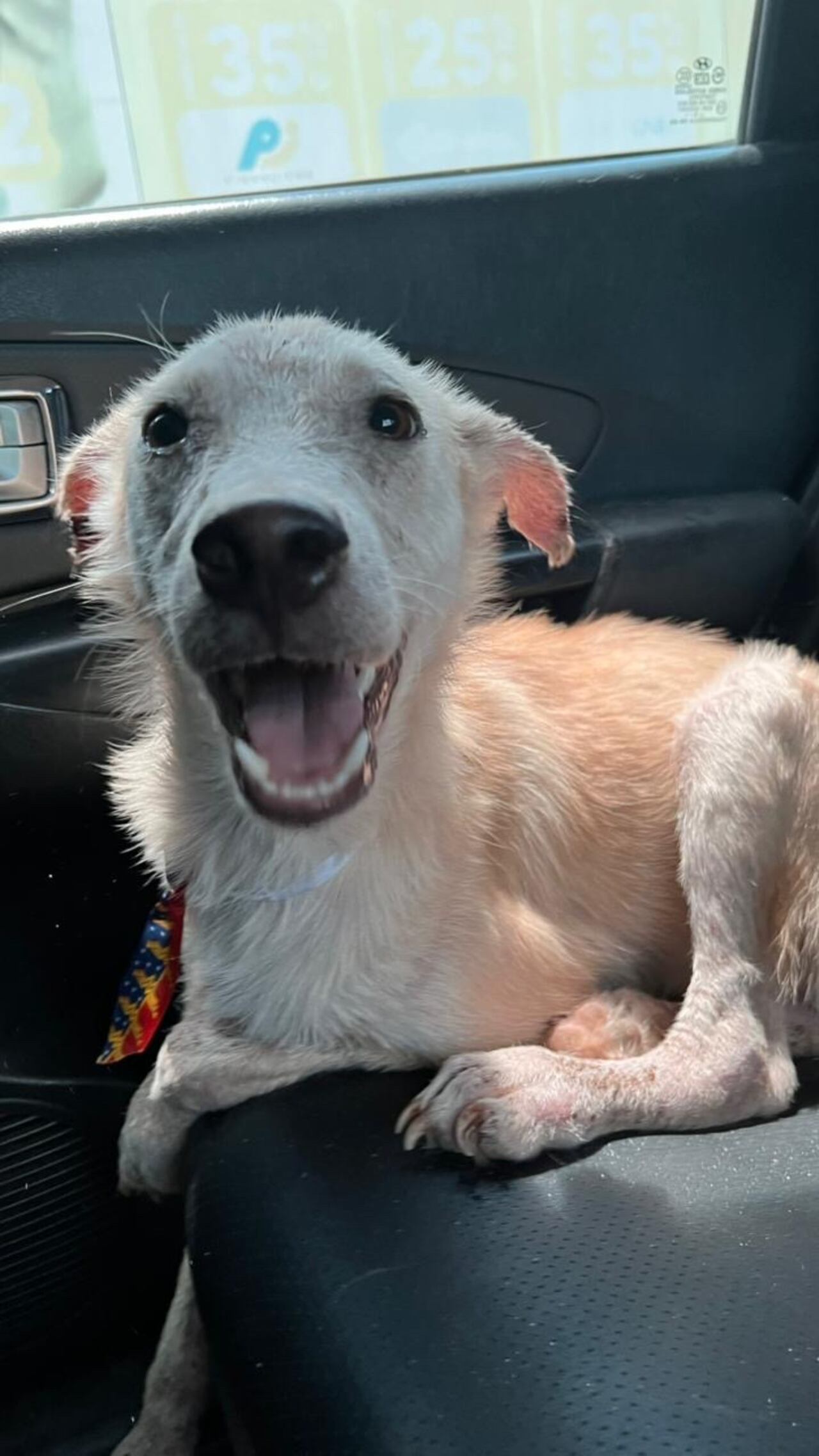 Milo, con cara de felicidad, disfrutando de esta nueva etapa que Giu pudo otorgarle.