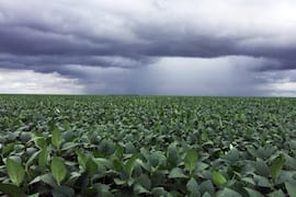 Riesgo agrometeorológico amenaza las cosechas