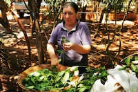 Yerba mate comestible, el éxito de mujeres asociadas de Alto Paraná