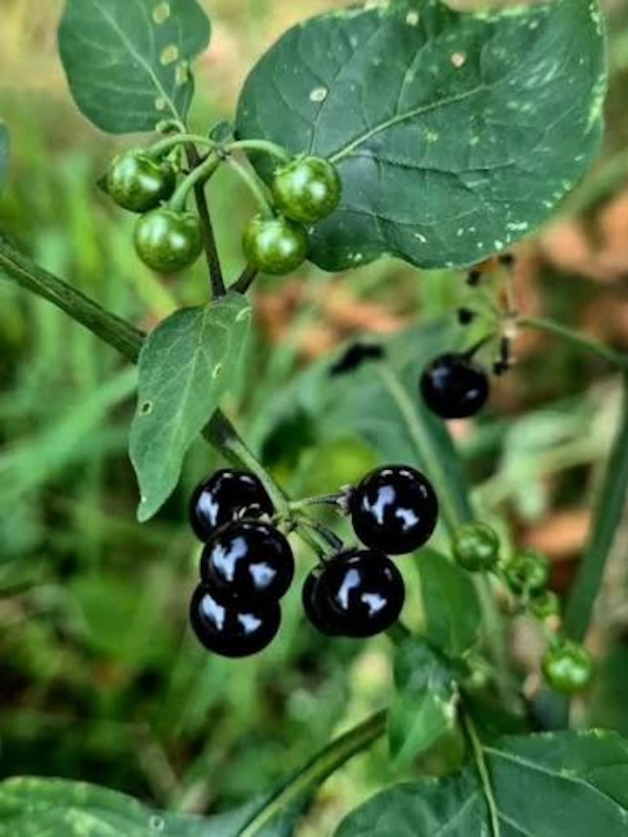 El arachichú es una planta de la biodiversidad paraguaya que podría ser la clave para desarrollar nuevos tratamientos antiparasitarios.