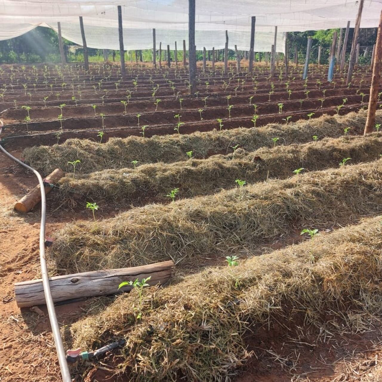 Plantación de tomate - pequeños productores