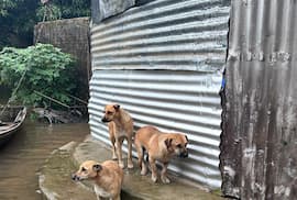 Bienestar Animal prepara otros refugios para recibir a rescatados