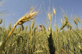 MAG refuerza la preparación del agro ante el fenómeno El Niño 2026-2027
