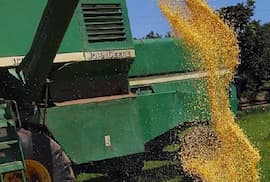 Exportación de maíz de la zafra 2026 cae 46%