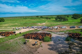 El futuro reproductivo del toro de Paraguay se define al sexto mes