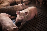 Gremio porcino alerta sobre contrabando y riesgos para la exportación
