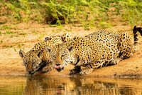 MADES y WWF Paraguay lanzan campaña para revalorizar las Áreas Silvestres Protegidas del país