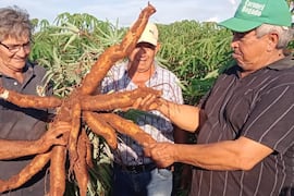 La Fiesta de la Mandioca reunirá a productores y emprendedores en Coronel Bogado