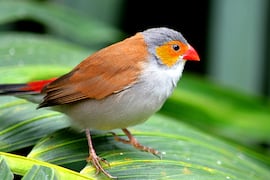 Asunción albergará la Feria de Aves de Sudamérica