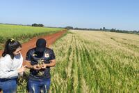 Grave amenaza del brusone al trigo nacional