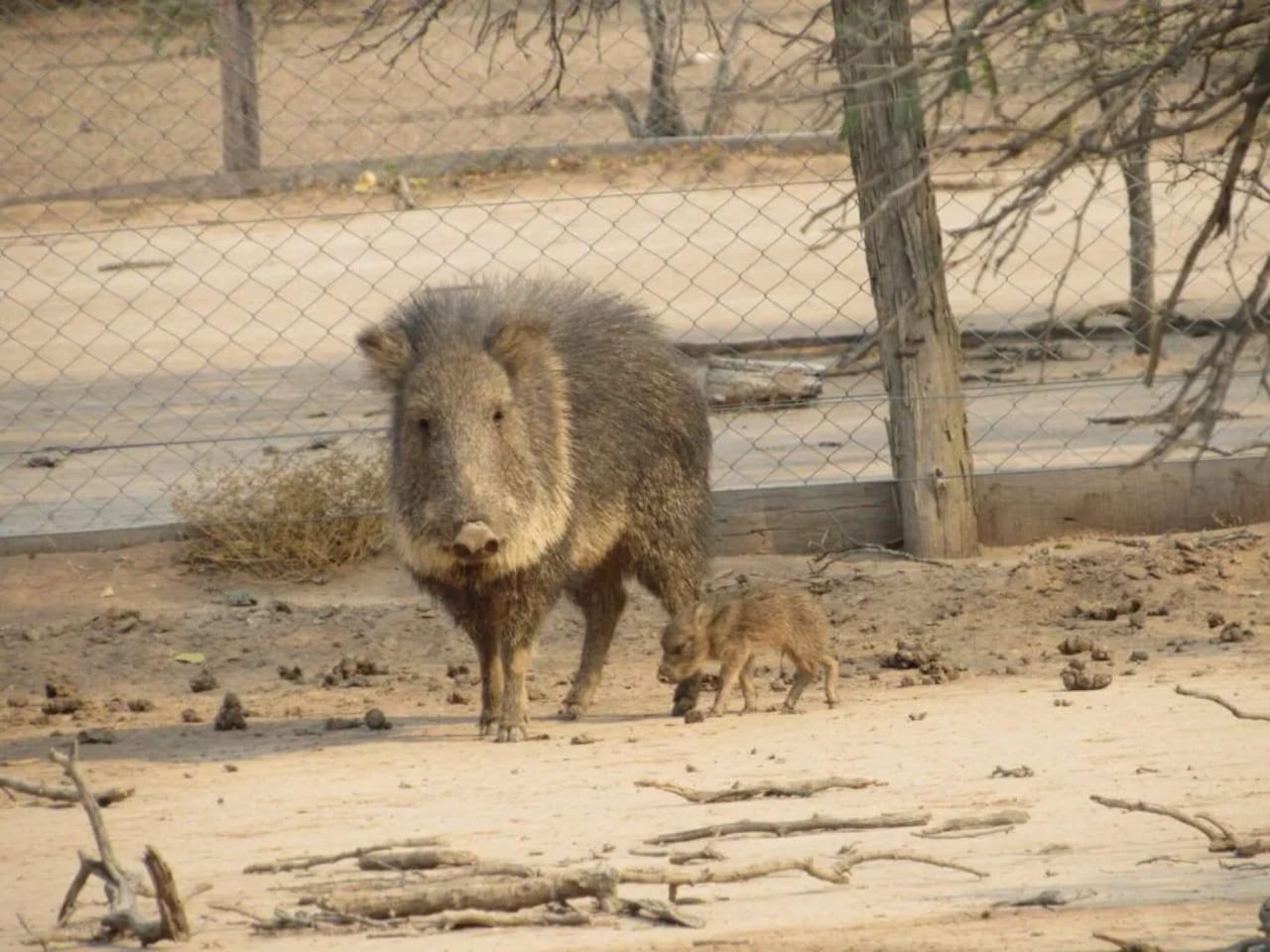 Fortín Toledo también incorpora un componente ambiental a su propuesta turística a través del Proyecto Taguá, iniciativa para la conservación del pecarí chaqueño.