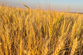 Lluvias y mucho calor disparan alerta en el trigo