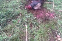 Investigan extraño ataque a animales vacunos en Tomás Romero Pereira