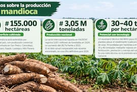 Mandioca: Paraguay apunta a duplicar rendimientos a través de la tecnología