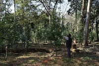 Producir sin destruir: comunidad Aché exporta yerba a EE.UU. y a Canadá