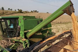La soja lidera cultivos en el Chaco seguido por el maíz y el sésamo