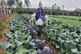 MAG sugiere que productores se preparen para frenar pérdidas por heladas