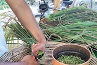 Preservación de especies nativas y plantas medicinales como prioridad
