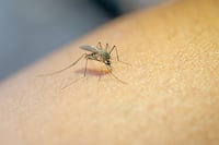 Salud amplía vacunación contra el dengue antes de temporada de lluvias
