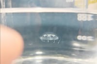 Registran por primera vez una medusa de agua dulce en Paraguay