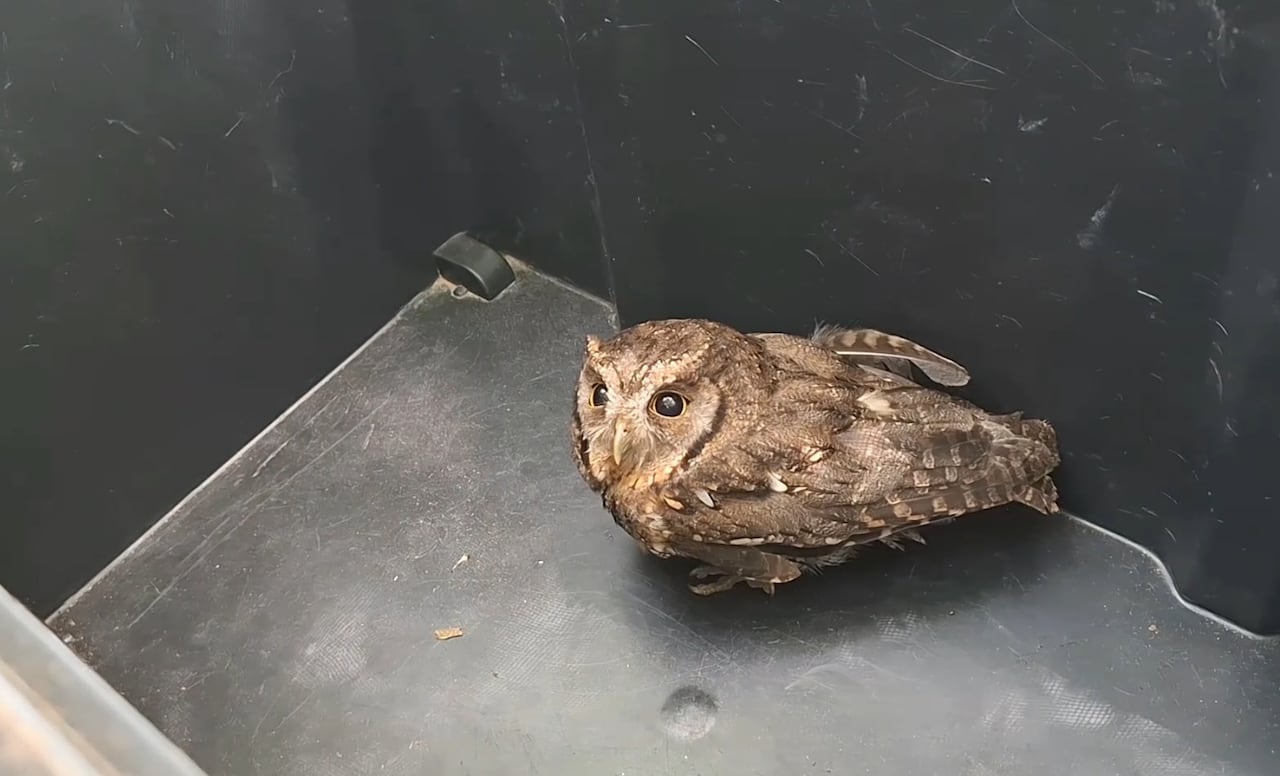 Hasta las aves buscan refugio tras las inundaciones /Foto Corresponsal