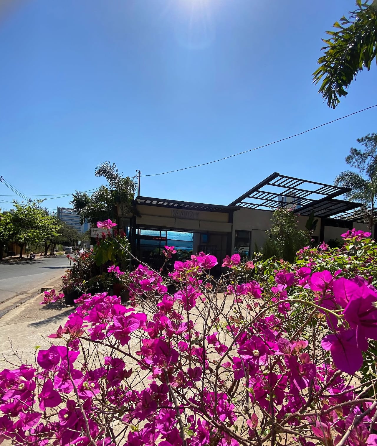 La Santa Rita es capaz de sobrevivir en ambientes muy áridos y, también se adapta en zonas con mucha humedad