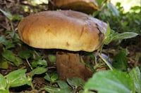 Estudio de la FACEN identifica hongos silvestres comestibles como alternativa nutricional