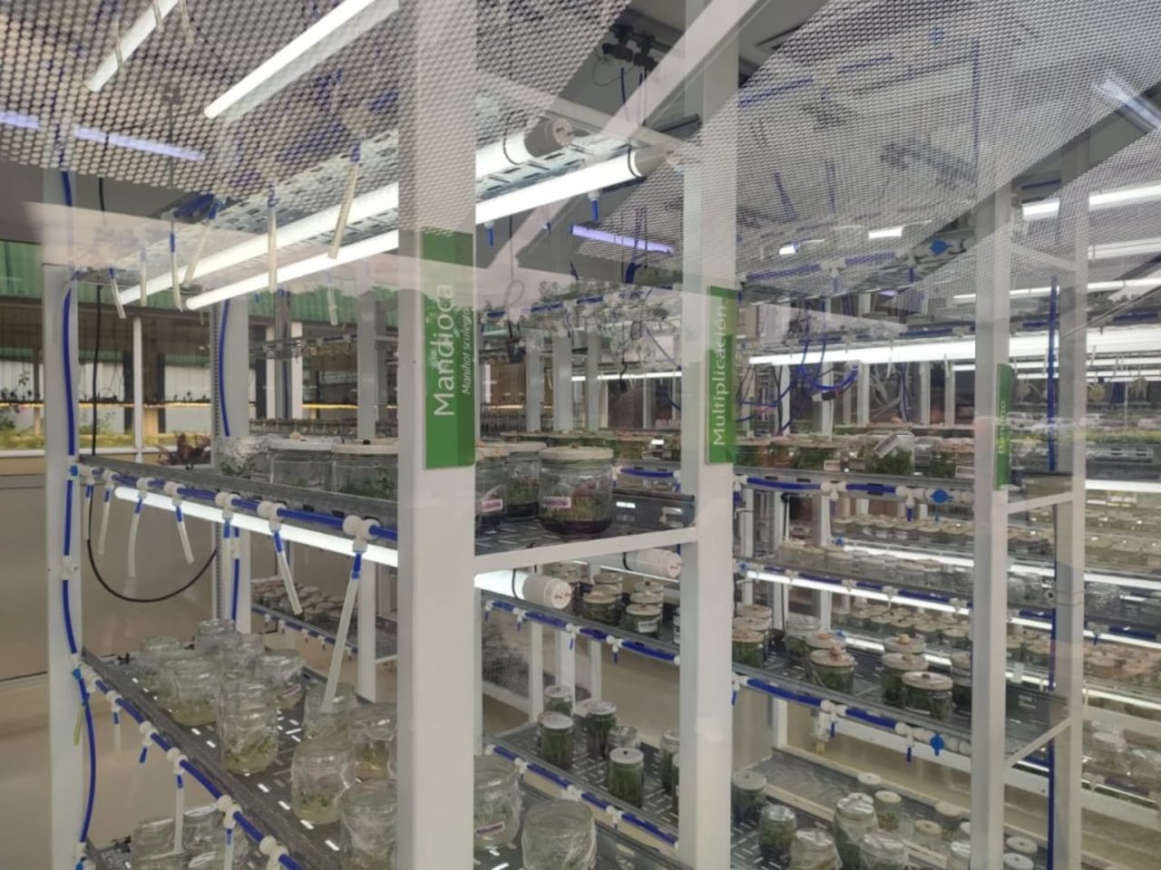 A partir de plantas madres en los laboratorios de la Biofábrica los clones son multiplicados “in vitro”, de ahí pasan a los viveros, y posteriormente a los campos de producción.