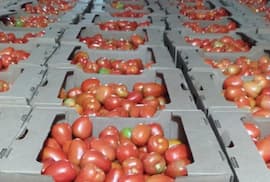 Partió la primera exportación de tomate a Uruguay
