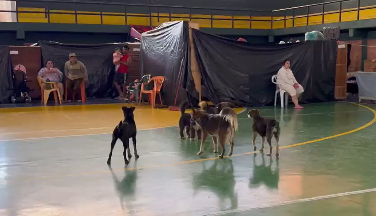 Los animales también son bien recibidos en los albergues.