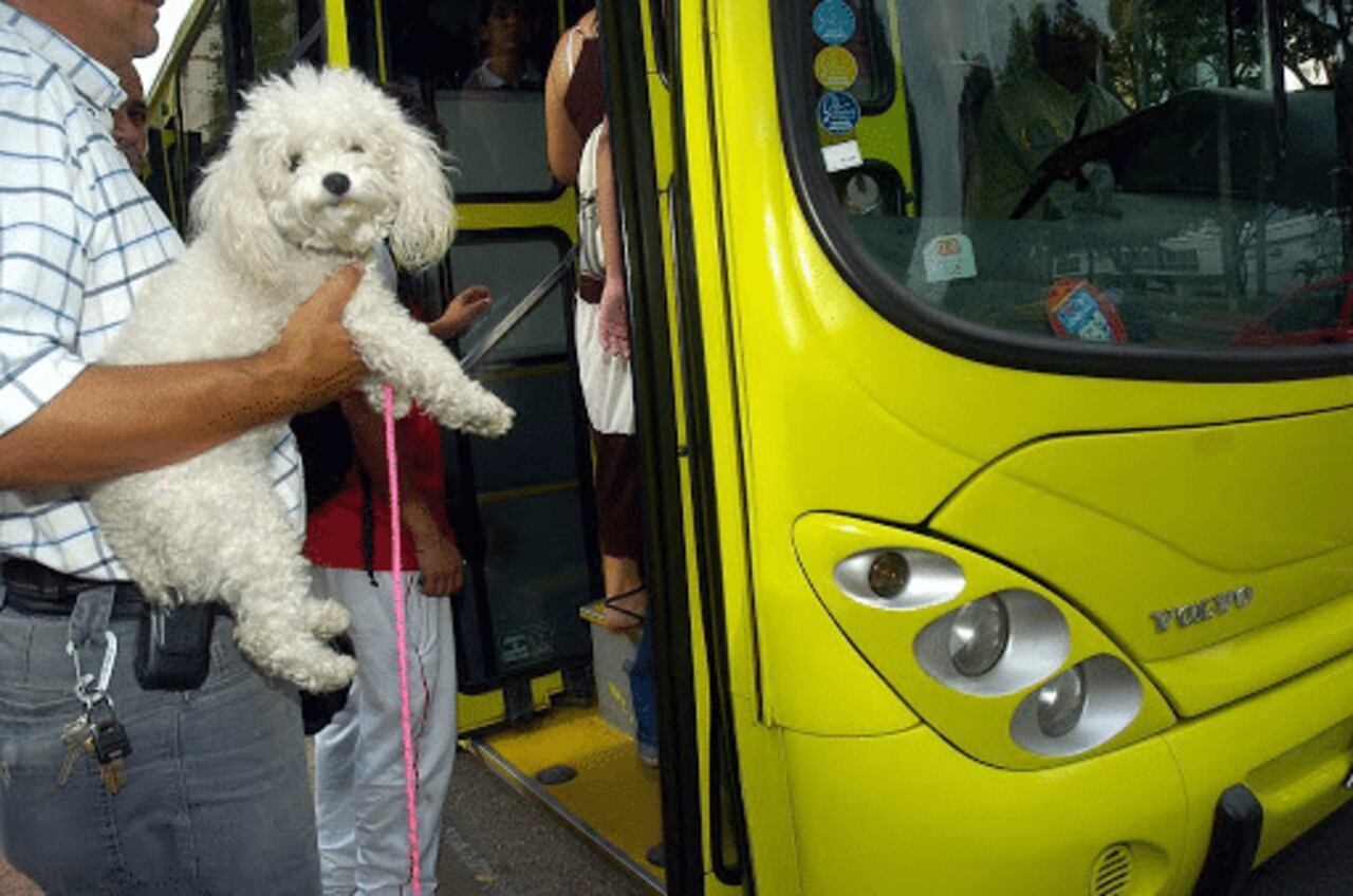 Las mascotas deben estar en condiciones óptimas de salud.