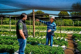 Don Benjamín: una vida dedicada a la producción hortícola familiar