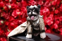 “Pet Gala” convierte a los perros en protagonistas de la alta costura