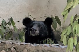 Rescatan 27 osos de una granja ilegal de extracción de bilis en Laos