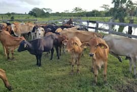 Senado analiza crear una Gerencia General Anticontrabando