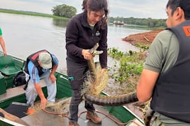 Rescatan a una mbói jagua de tres metros atrapada en una red