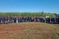 Biotecnología ayuda a duplicar la producción de la caña de azúcar