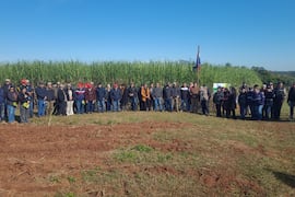 Biotecnología ayuda a duplicar la producción de la caña de azúcar