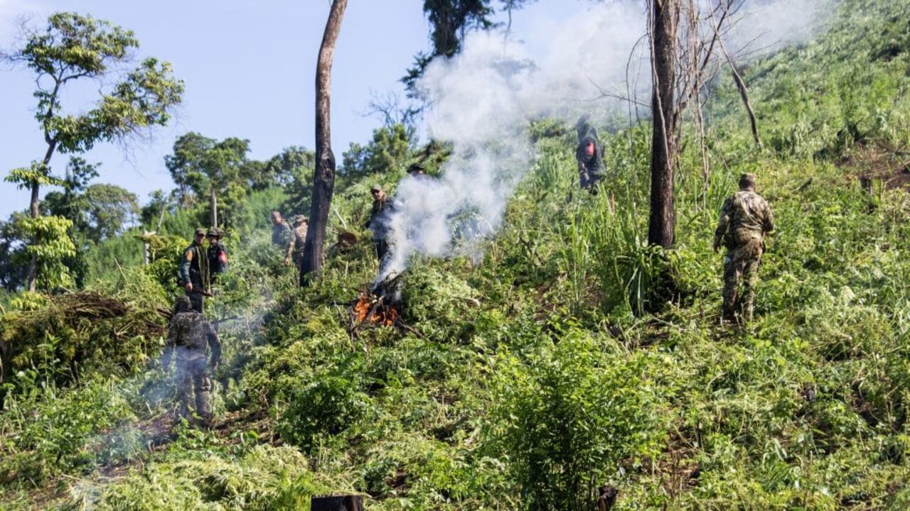 En Pedro Juan Caballero, personal del CODI intervino 57 hectáreas deplantación de marihuana.
