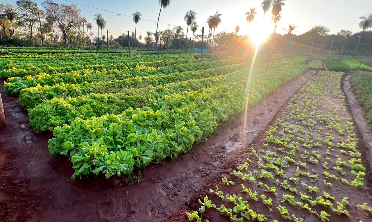 El joven productor Junior Melgarejo transformó parcelas abandonadas en un modelo de agricultura urbana que abastece directamente al departamento Central.