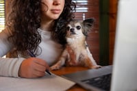 Crean red nacional para coordinar la protección de animales en el país