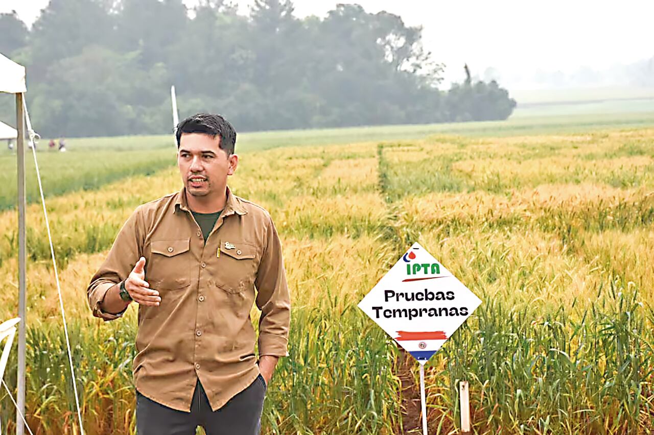 Alvides Villalba, coordinador del programa de investigación del trigo del IPTA