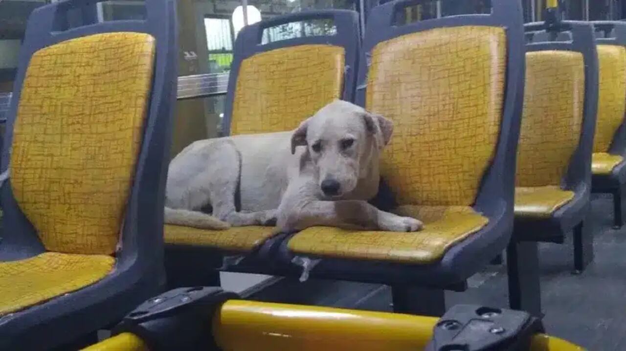 Las unidades deberán adaptarse para el traslado de mascotas.