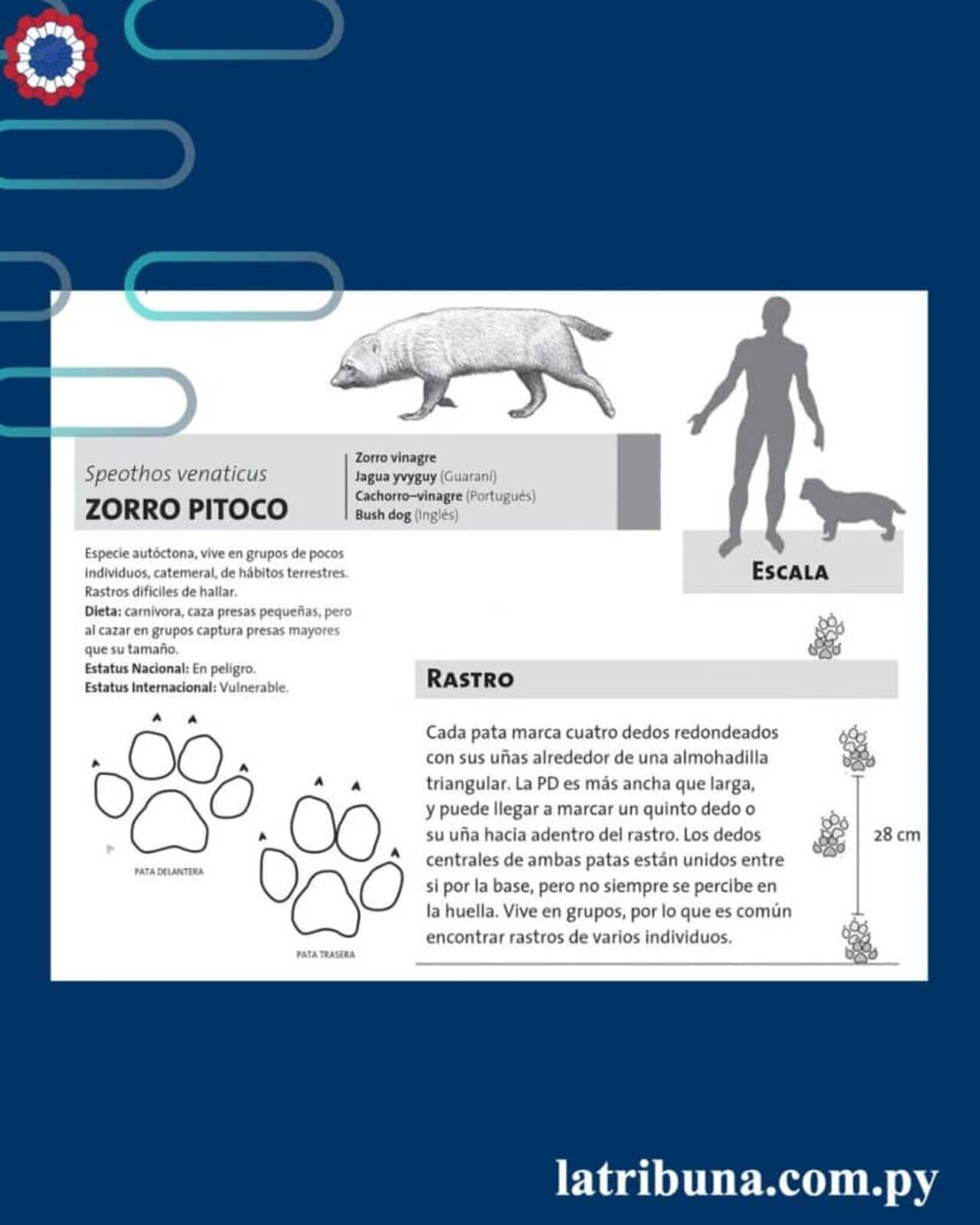 Caracteristicas del jagua yvyguy - creditos de la imagen Ricky Woup
