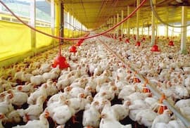 Senacsa prohíbe importar aves de Santa Catarina